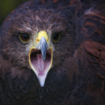 Harris Squawk..