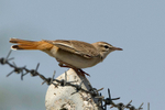 Rufous Bush Robin