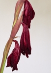 Gladiolus Deep Red