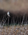 Great Grey Shrike at South Leigh, Oxfordshire