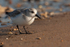 Sanderling