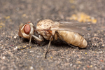 Leucophora Fly