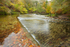 Plym Bridge Woods