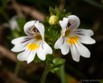 Eyebright