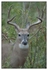 Wildlife Portfolio - 01