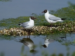 Black-headed Gulls