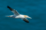 Gannet