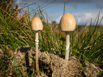 Egghead Mottlegill