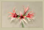 Hippeastrum 'Rosado' 1