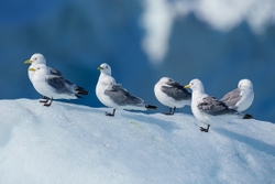 Kittiwakes on Ice