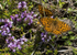 Dark Green Fritillary, Isle of Mull, Scotland