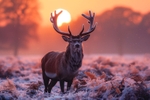pr112 Frozen Heathland Stag