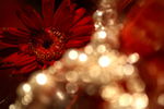 Flowers Set 09 - 03