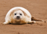 Grey Seal Pup