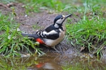 Great Spotted Woodpecker