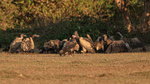Red-headed Vulture by kill, Bandhavgarh Reserve, Madhya Pradesh, India