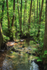 Summer Stream