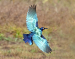Purple Glossy Starling
