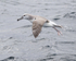 Shy Albatross landing, side view, South Africa