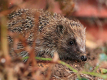 Hedgehog portfolio
