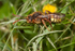 Nomada lathburiana  - Male