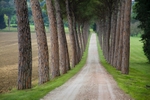 Perugia - Pine Drive