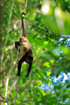 Howler Monkey hanging by tail, Manuel Antonio, Costa Rica
