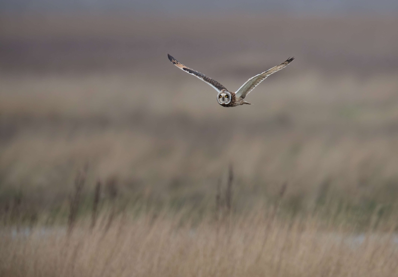Short Eared Owl