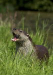 River Otter