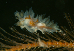Lomanotus marmoratus