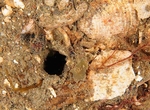 Amalosoma eddystonense (burrow)