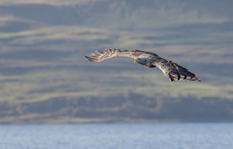 White Tailed Eagle - Isle of Mull - Scotland