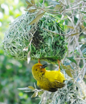 Cape Weaver