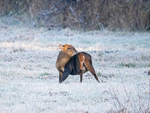 Reeves' Muntjac
