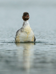 Goosander rises up from water, Farmoor