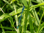 Azure Damselfly