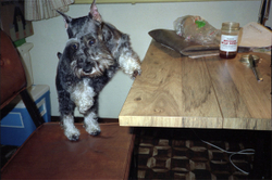 Pets and People portfolio