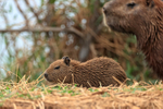 Young Capybara and adult, Pantanal, Brazil