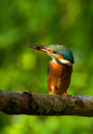 Kingfisher