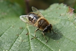 Bee on a Leaf