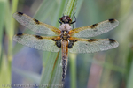 Four-spotted Chaser (Libellula quadrimaculata) covered in dew