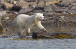 Polar bear cub crossing fjord