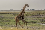 Galloping Giraffe