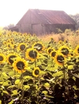 Why I love my iphone! portfolio