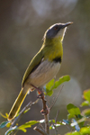 Yellow-breasted Apalis portfolio