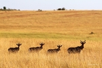 IMG_2258 Maasai Mara