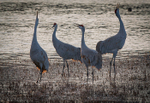 Crane Choir