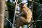 Golden Langur