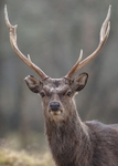 Sika Deer