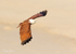 Brahmany Kite 6